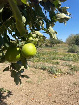 Melik Mahallesinde Satılık Meyve Bahçesi