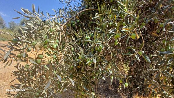 Milas Ören Yakınların Da Ki Bayır Köyünde Satılık Zeytinlik 16 Dönüm