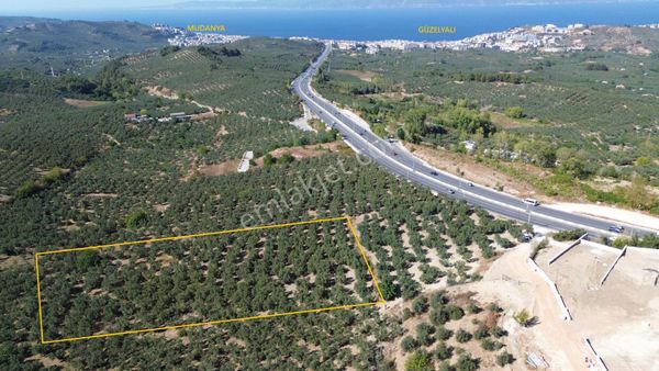 Olivium'dan Aydınpınar'da Satılık 3357m2 İmara Yakın Zeytinlik