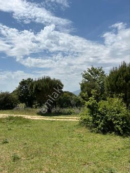 Kozak Çelebi Emlak Tan 30 Dekar Çiftlik Arazisi Acil Satılık