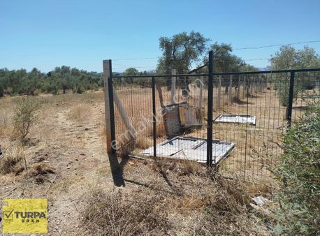 İzmir Torbalı Helvacı Köyü Müstakil Tapulu Bahçe