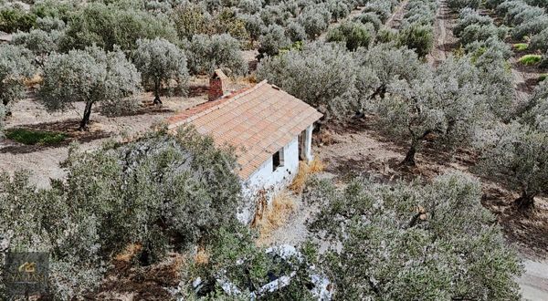 Doğucada Sondajlı Ve Yeraltı Sulama Sistemli 18.250m² Zeytinlik