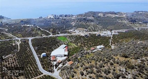 Özdere'de 3 Dönüm Müstakil Tapu Mandalina Bahçesi