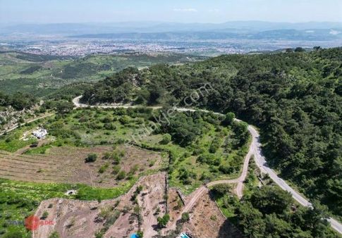 Bergama Tiyelti'de Yola Cepheli Satılık Tarla