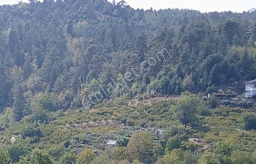 Bolkar'dan Yüksekoluk'ta Satılık 3167m² Karışık Meyve Bahçesi