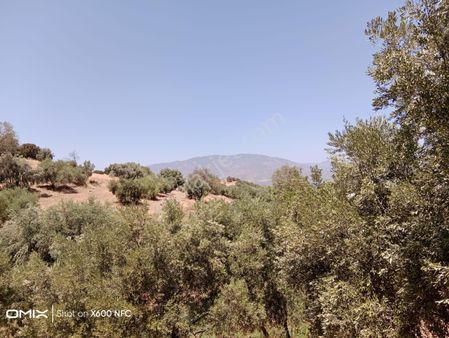 Aydın Kuyucak Başaran Köyünde Satılık Bahçe