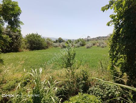 Aydın Kuyucak Başaran Köyünde Satılık Bahçe