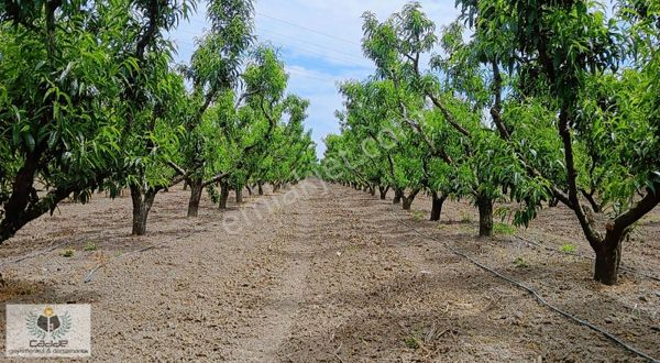 Balıkesir Edremit'de 54 Dönüm Yatırımlık Tarla