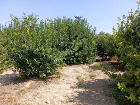 Mersin Silifke Arkum'da Satılık Limon Bahçesi