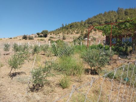 İzmir Menderes Çamönü 317mz Bahçe Zeytinlık