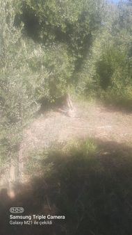 Ortacada Satılık Arsa