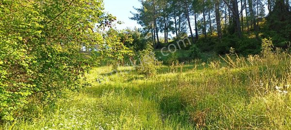 Karacaağaç Tektapu Tarla