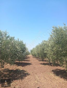 Elit Emlak'tan Kapaklı Mahallesi'nde Kupon Zeytinlik