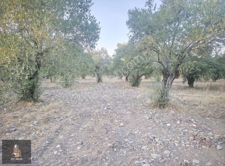 Elit Emlak'tan Karasonya Mah.imarın Dibi Satılık Zeytinlik