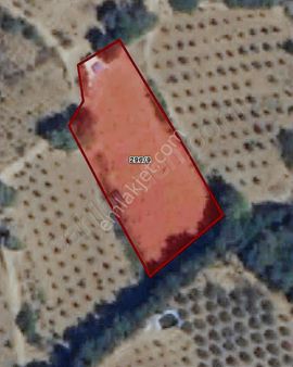 Karaağaçta 1.725 M2 Satılık Zeytinlik