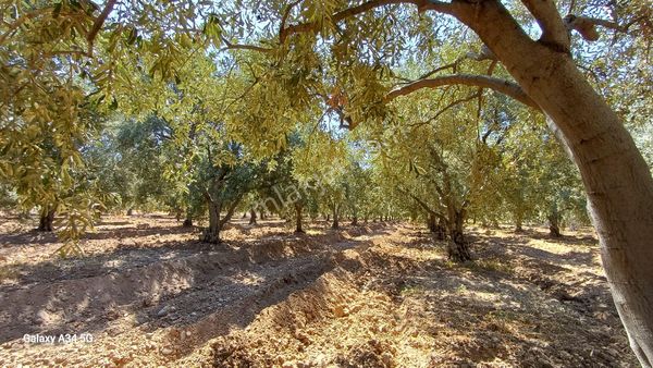 Milas Ören De Satılık 9 Dönüm Zeytinlik