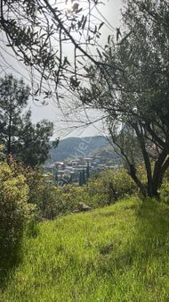 Soma Ümmetoğlu Fırsat Darkalede Satılık Zeytinlik Yatırımlık