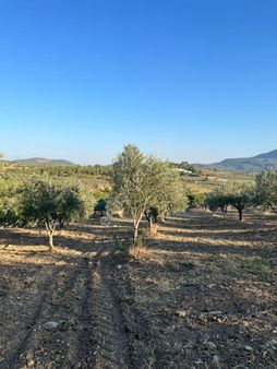 Soma Ümmetoğlu Yatırımlık Tarım Yapmaya Uygun Tarla (10.000 M2 )