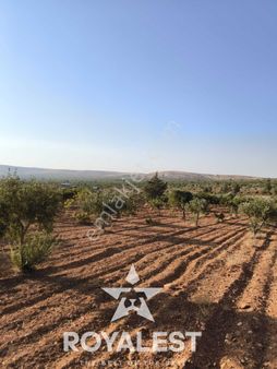 Royalestten Fırsat Subaşında Yatırımlık Tam Tapulu Zeytinlik Bağ