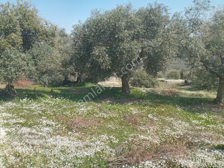 Germencik Ortaklar Naiplide 5500 M2 Harika Zeytinlik