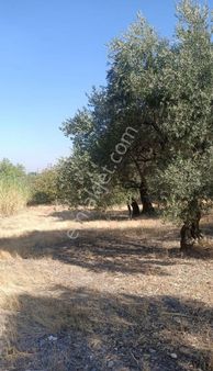 Yasaklar Group'tan Satılık Zeytinlik Kemalpaşa Zeamet Köyü