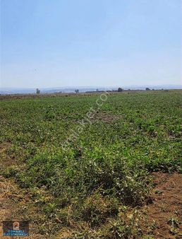 Yoloren Ulu Koy Arasında Toprağı Verımlı Satılık Arazı