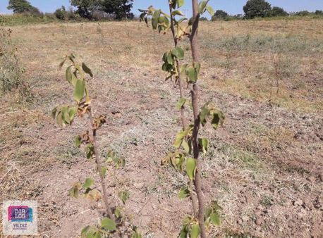 Dialog Yıldız / Kaçırılmayacak Fırsat Tarla