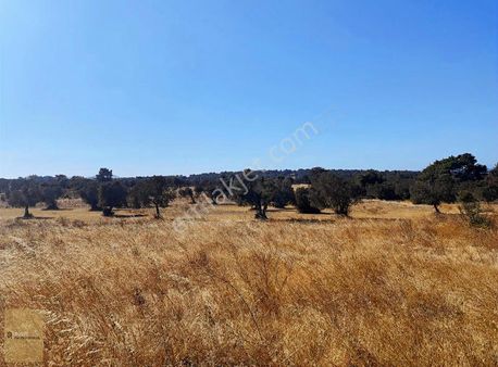 Kumburun Köyünde İmar Sınırının Dibinde Fırsat 17 Dönüm Tarla !!