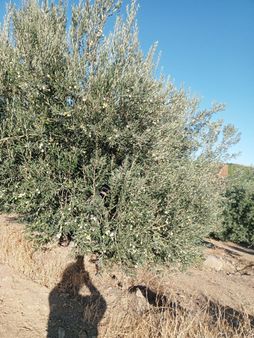 Manisa Salihli Acil Sat