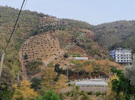 Alanya Çamlıca Da Yatırımlık Bahçe