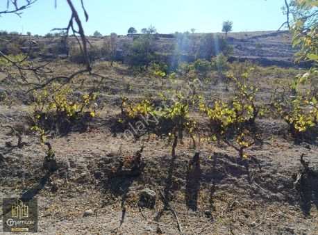 Cm Emlak Fertek Hastaneye Yakın 695 M2 Bağ