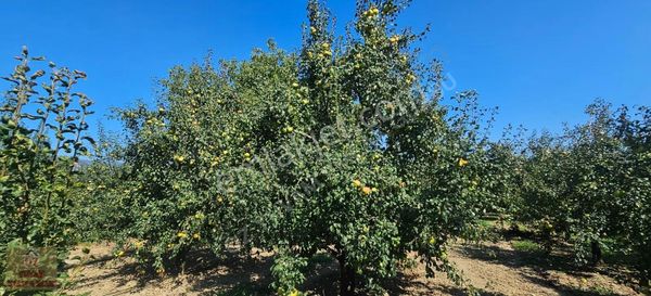 Gürsu Canbazlar'da Satılık 1.770m2 Deveci Armut Bahçesi...