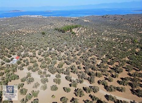 Ayvalık Sakarya'da 12 Dönüm Deniz Manzaralı Satılık Zeytinlikler