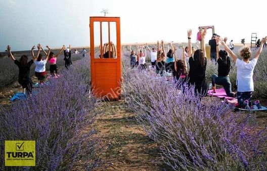 Uşak Ulubey Kanyonu Satılık Lavanta Tarlası