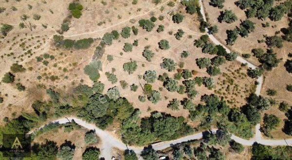 Hasköy İçinde 6 Dönüm Zeytinlik