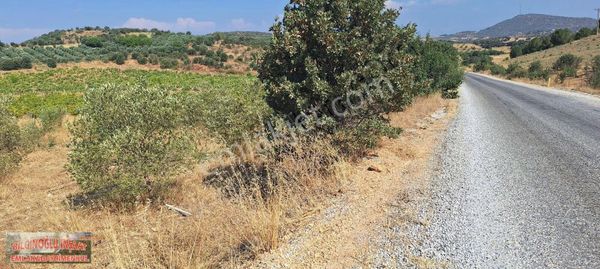 Zeytinlik Bağ , Sondaj Ve Elektrik Var