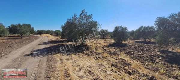 Trilye Ve Domat Cinsi Zeytin Bahçesi