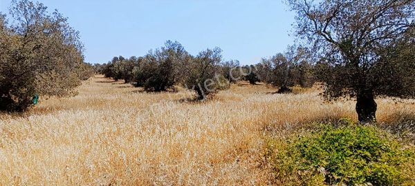 Karayaz'dan Artur Yoluna Cepheli 5600 M2 Harika Çiftlik Arazisi