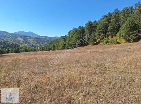 Orhangazi'de Harika Orman Manzaralı 3594m2 Satılık Kupon Arazi