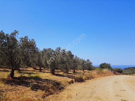 Mudanya Söğütpınar'da Yola Cephe, Deniz Manzaralı 5551 M'2 Tarla