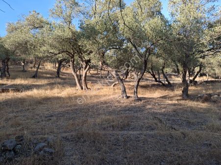 Meri Emlak'tan 10330 Metrekare Zeytinlik