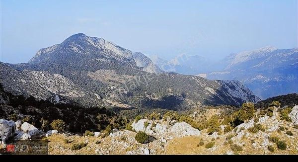 110 Dönüm Satılık Ceviz Bahçesi