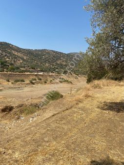 Bayındır Satılık Zeytinlik Buruncuk Köyü 1800 M2 Tek Tapu