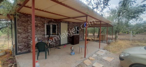 Saruhanlı Büyükbelende Yatırımlık Zeytinlik