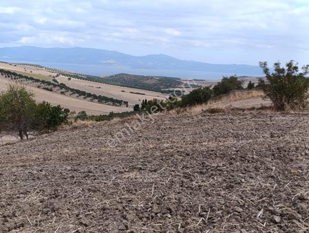 Balıkesir Bandırma Şirinçavuş Mah. 3.557 M2 Satılık Tarla Mera'ya Cepheli Deniz Manzaralı