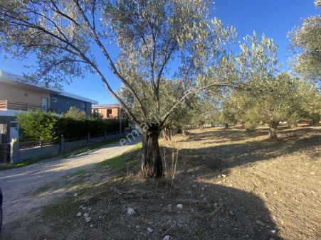 Balıkesir Ayvalık Sarımsaklı Da Satılık 2.913 Metre Kare Arsa.