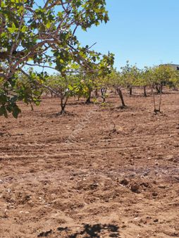 Yaşarsoy Gyo'dan Karaköprü Tülmen Köyünde 9.500mt2 Fıstıklık