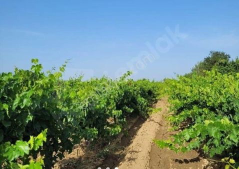 Emr Gayrimenkul Farkıyla Satılık Üzüm Bağı