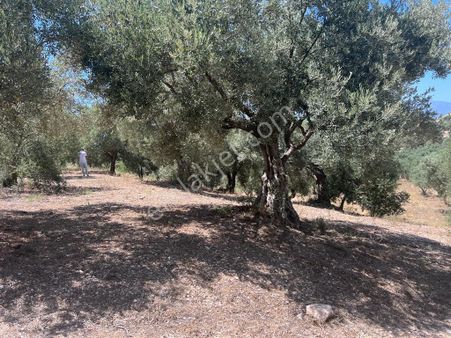 Zeytinlik Tarla Balat 3.875 Metrekare Zeytinlik