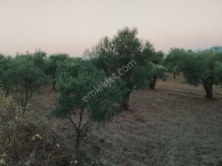 Aydın/buharkent/merkez Üçeylül Semti Mezarlık, Aydın Yolu 80 Mt Yukarısı 75 Adet Yeişkin Zeytinlik